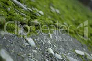 seaweed covered mooring chain