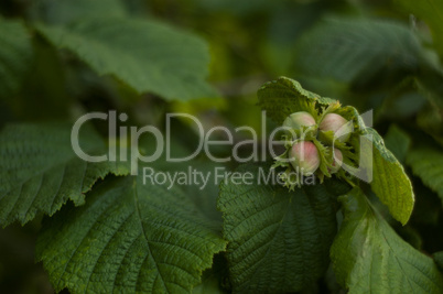 Cob Nuts on a Hazel Tree in Summer