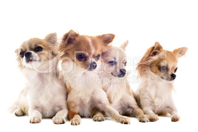 chihuahuas