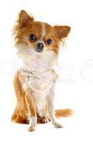 chihuahua with pearl collar
