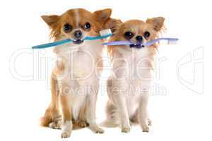 chihuahuas and toothbrush