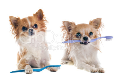 chihuahuas and toothbrush
