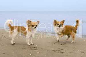 chihuahuas on the beach