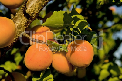 apricot