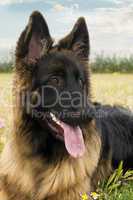 german shepherd