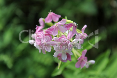 Soapwort ,Saponaria officinalis