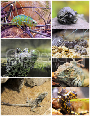 reptiles and amphibians