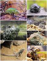 reptiles and amphibians