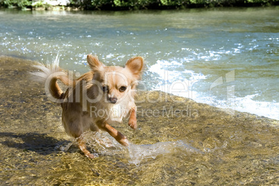 puppy chihuahua in the river