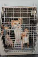 dogs in kennel