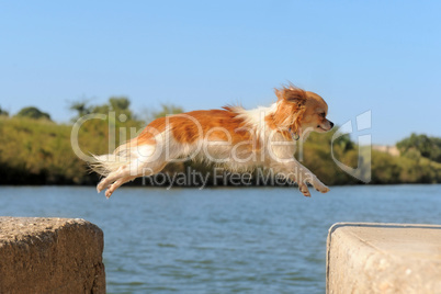 jumping chihuahua