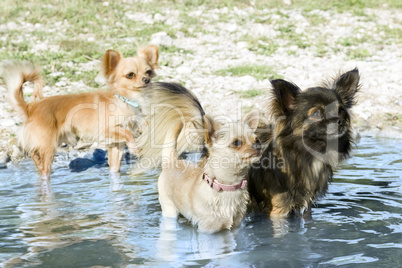 chihuahuas in the river