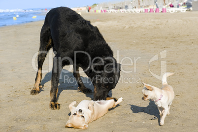 chihuahuas and beauceron on the beach