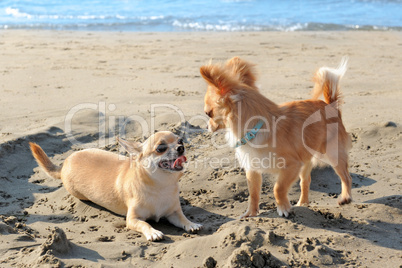 chihuahuas on the beach