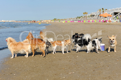 chihuahuas on the beach