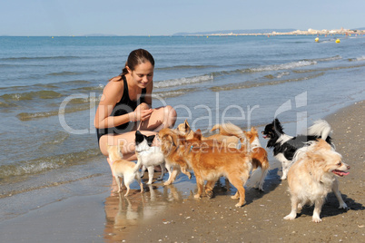 chihuahuas and girl on the beach