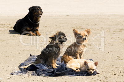chihuahuas on the beach