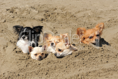 chihuahuas in the sand
