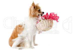 chihuahua and flowers