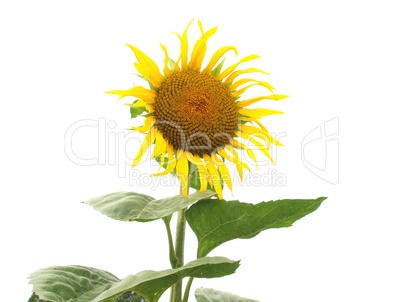 Sunflower flower