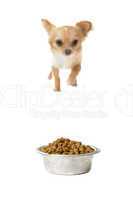 chihuahua and food bowl