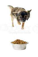chihuahua and food bowl