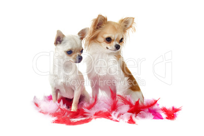 chihuahuas with pink feather