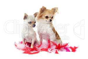 chihuahuas with pink feather