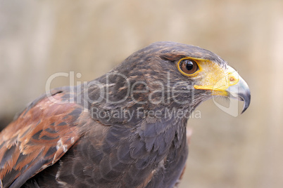 Harris's Hawk