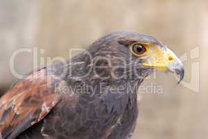 Harris's Hawk