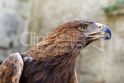 Golden Eagle ,Aquila chrysaetos