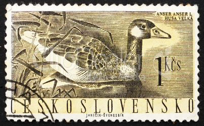 Postage stamp Czechoslovakia 1960 Greylag Goose, Anser Anser