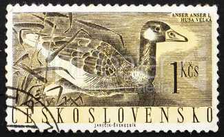Postage stamp Czechoslovakia 1960 Greylag Goose, Anser Anser