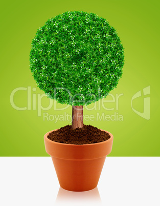 Small green tree