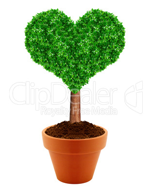 Small green tree