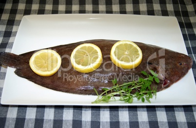 Sole fish on a white font