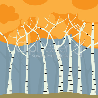 Birch forest