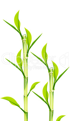 Green Bamboo