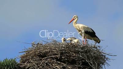 Storks two