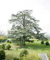 A big cedar tree in park on spring