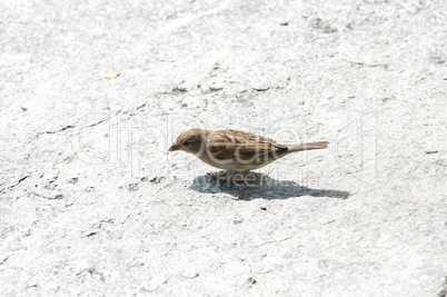 song thrush on a white rock