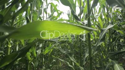 walking through maize field