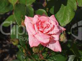 rosa Rose / pink Rose
