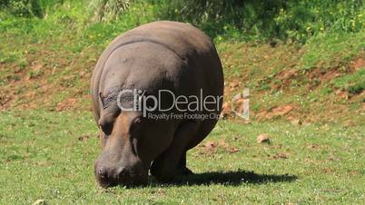 Hippo one