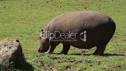 Hippo three