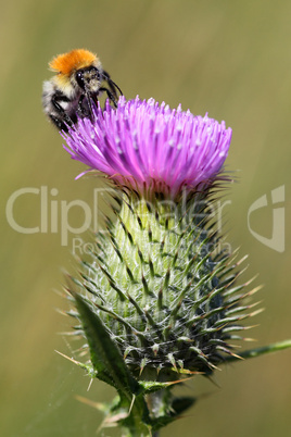 Distel mit Hummel