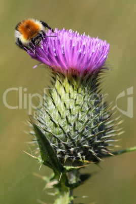 Distel mit Hummel