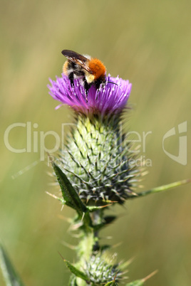 Distel mit Hummel