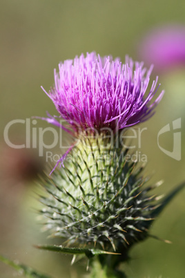 Distel