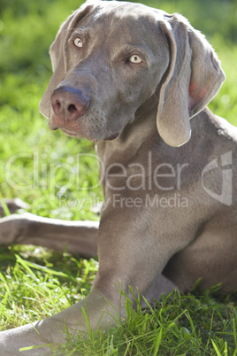Weimaraner Dog Laying on Grass in Sunshine